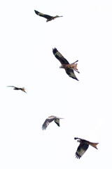 Obraz premium A flock of red kites flying high in the Welsh countryside.