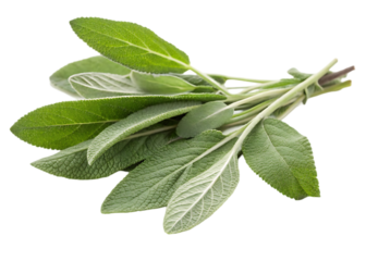 fresh aromatic sage leaves bundle