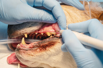 The process of cleaning tartar using ultrasonic scaler (veterinary stomatology). Close-up