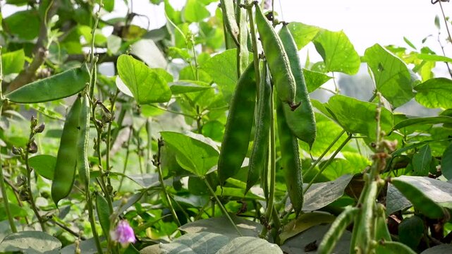 Some fresh Flat green beans are hanging from a vegetable plant. Also known as Helda beans, flat beans are similar to the well-known runner bean.