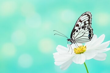 Fototapeta premium Butterfly rests gently on a fresh spring flower in a dreamy, soft-focus background with a fairytale atmosphere