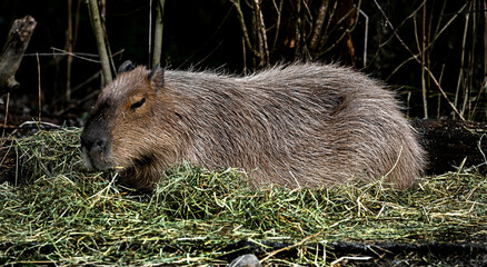 Obraz premium Capybara on the hay. 