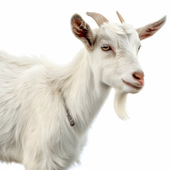 farm goat on pasture