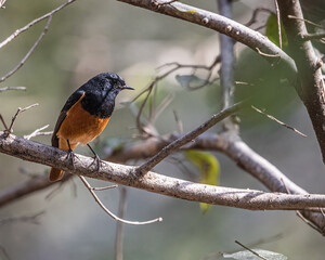 A Black Red Start