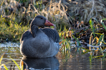 Kanadagans am Ufer der Altenburger Seen