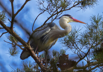 Graureiher in Melsungen an der Fulda