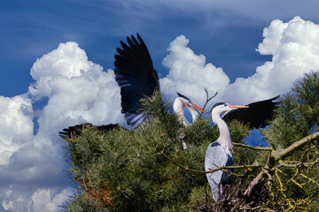 2 Graureiher im Nest