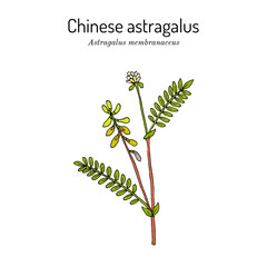 Chinese astragalus or Mongolian milkvetch, Huang Qi (astragalus membranaceus or mongholicus), medicinal plant. Hand drawn botanical vector illustration
