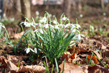 Detail shot of white snowdrops: delicate petals and bright colors.