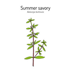 Summer savory (Satureja hortensis), edible and medicinal plant. Hand drawn botanical vector illustration