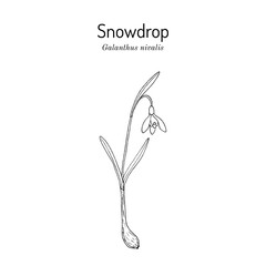 Snowdrop (Galanthus nivalis), early spring flower, ornamental plant. Hand drawn botanical vector illustration