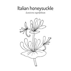 Italian honeysuckle, or perfoliate woodbine (Lonicera caprifolium), medicinal and ornamental plant. Hand drawn botanical vector illustration