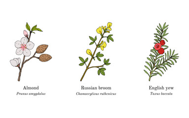 Collection of edible and medicinal plants
