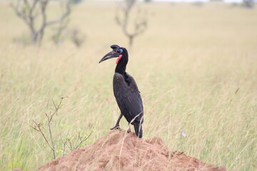 red billed hornbill