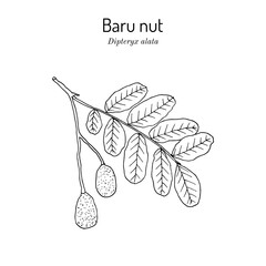 Baru nut (Dipteryx alata), edible and medicinal plant. Hand drawn vector illustration