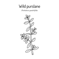 Wild purslane or chicken weed (portulaca quadrifida), edible and medicinal plant. Hand drawn vector illustration