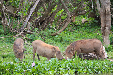 Warthogs grazing