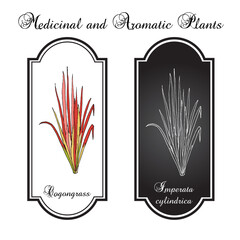 Cogongrass or kunai grass (Imperata cylindrica), edible and medicinal plant. Hand drawn botanical vector illustration
