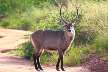 antelope in the wild