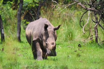 white rhino in the wild