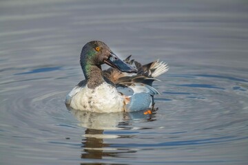 Shoveler duck male washing itself in water