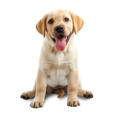 Labrador Retriever puppy, sitting on white background, isolated on a white background. Transparent PNG.