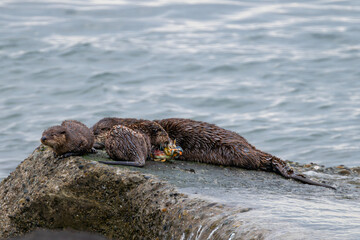 Fototapeta premium North American River Otter (Lontra canadensis) Family at the Pacific Coast, WA