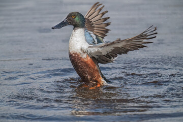 Shoveler duck male displaying in water, close up