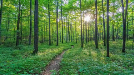 Obraz premium Sunlit Forest Path: A Tranquil Escape into Nature's Embrace