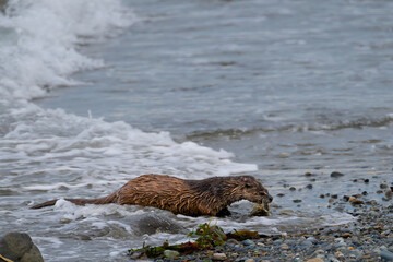 Fototapeta premium North American River Otter (Lontra canadensis) at the Pacific Coast, WA