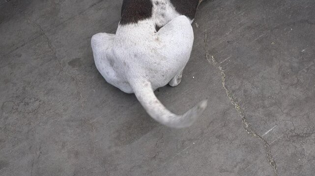 A dog is wagging its tail on the floor.