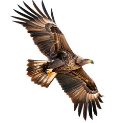 Fototapeta premium Soaring Majestic: A magnificent eagle, with its powerful wings spread wide, gracefully glides through the air, showcasing the epitome of freedom, strength, and dominance.