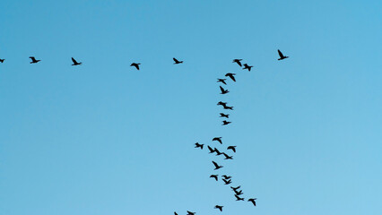 a flock of migratory birds in the sky