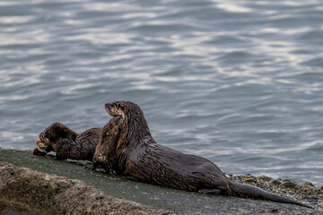 North American River Otter (Lontra canadensis) Family at the Pacific Coast, WA