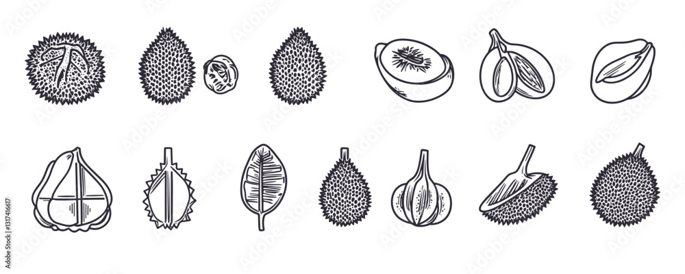 Poster flat linear icons set of durian fruit with whole and sliced variations - vector illustration.