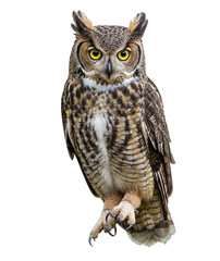 Obraz premium owl close up. isolated on a transparent background. PNG Images. generative AI. 