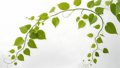 Obraz premium Minimalist Green Vine with Fresh Leaves on White Background – Nature Aesthetic & Organic 