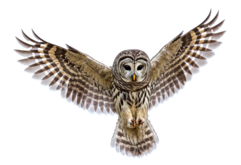 owl close up.   isolated on a transparent background. PNG Images. generative AI. 