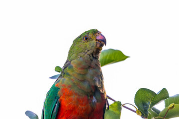 Photograph of an Australian King Parrot eating berries in a green leafy tree in the Blue Mountains in New South Wales, Australia.