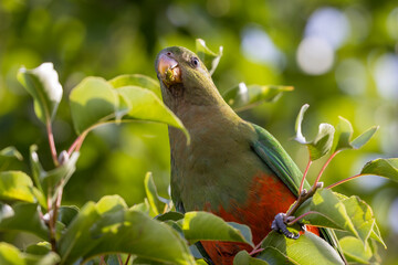 Photograph of an Australian King Parrot eating berries in a green leafy tree in the Blue Mountains in New South Wales, Australia.