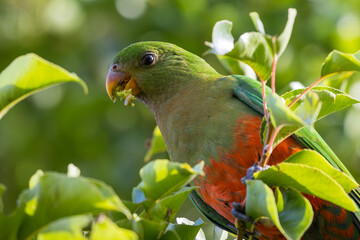 Photograph of an Australian King Parrot eating berries in a green leafy tree in the Blue Mountains in New South Wales, Australia.