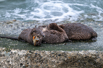 North American River Otter (Lontra canadensis) Family at the Pacific Coast, WA