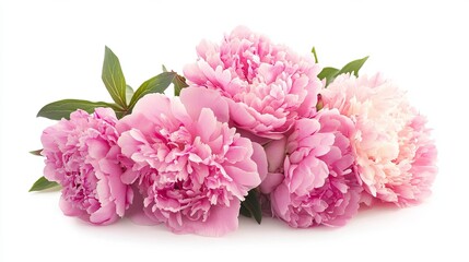 Fototapeta premium Peony bunch isolated