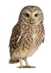 Fototapeta premium owl close up. isolated on a transparent background. PNG Images. generative AI. 