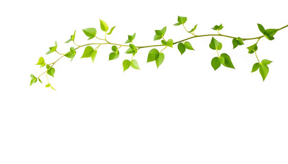 Minimalist Green Vine with Fresh Leaves on White Background – Nature Aesthetic 