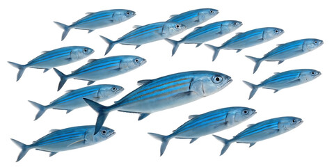 yellow-striped fish ©  Studio Png