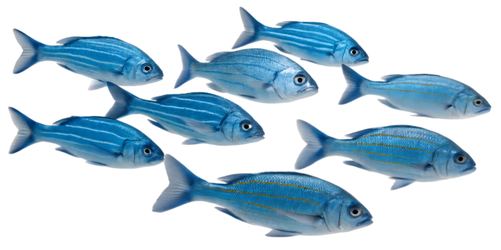yellow-striped fish