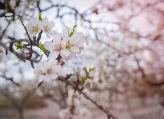 almond tree tender pink bloom, blue spring of almond tree twigs on blue sky background