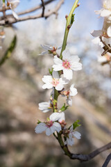 A branch of blooming almonds, beautiful flowers