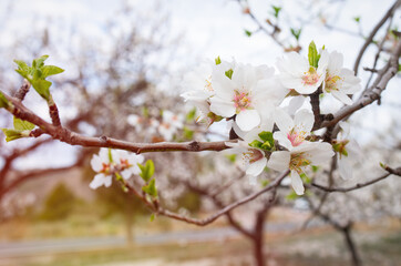 Almond blossoms on a sunny day